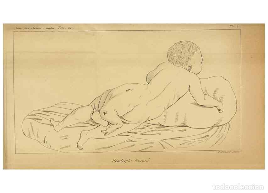 Collezionismo di Riviste e Giornali: Reproducci&oacute;n/Reproduction 49774595242: Annales des sciences naturelles :. Paris :Crochard. - Feuguer