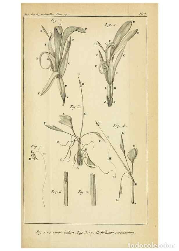 Collezionismo di Riviste e Giornali: Reproducci&oacute;n/Reproduction 49773614213: Annales des sciences naturelles :. Paris :Crochard. - Feuguer