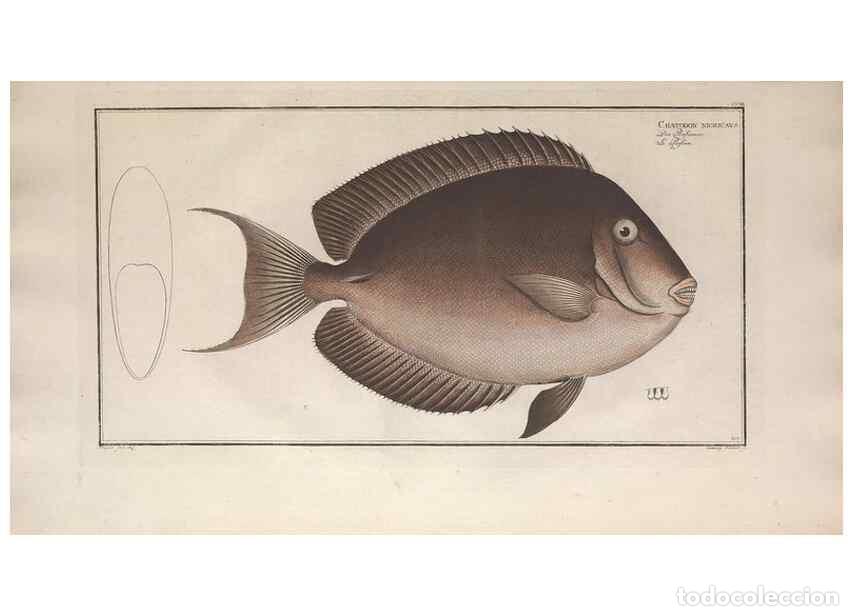 Collezionismo di Riviste e Giornali: Reproducci&oacute;n/Reproduction 49773187383: Ichtyologie, ou, Histoire naturelle, g&eacute;n&eacute;rale et particuli&egrave;re