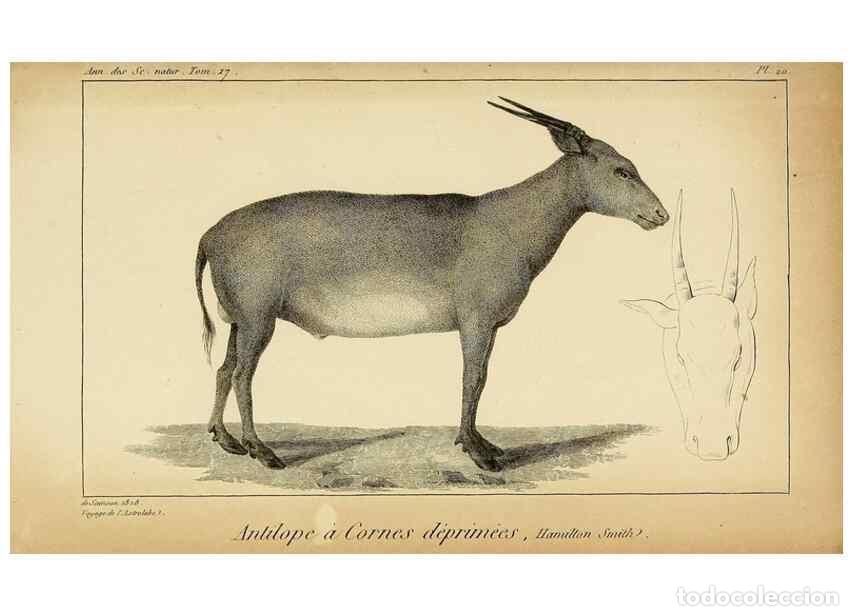 Collezionismo di Riviste e Giornali: Reproducci&oacute;n/Reproduction 49773619218: Annales des sciences naturelles :. Paris :Crochard. - Feuguer