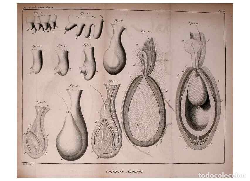 Collezionismo di Riviste e Giornali: Reproducci&oacute;n/Reproduction 49774145131: Annales des sciences naturelles :. Paris :Crochard. - Feuguer