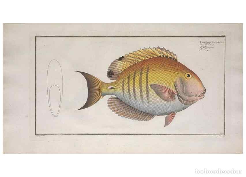 Collezionismo di Riviste e Giornali: Reproducci&oacute;n/Reproduction 49773721351: Ichtyologie, ou, Histoire naturelle, g&eacute;n&eacute;rale et particuli&egrave;re