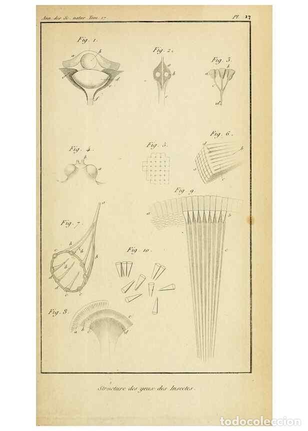 Collezionismo di Riviste e Giornali: Reproducci&oacute;n/Reproduction 49773617878: Annales des sciences naturelles :. Paris :Crochard. - Feuguer