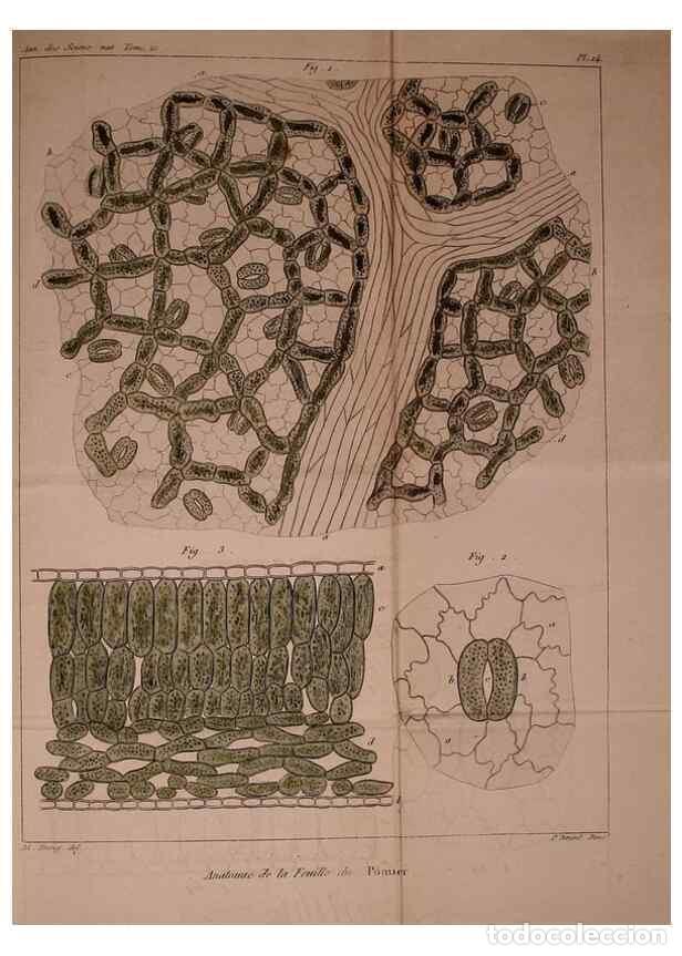 Collezionismo di Riviste e Giornali: Reproducci&oacute;n/Reproduction 49773737138: Annales des sciences naturelles :. Paris :Crochard. - Feuguer