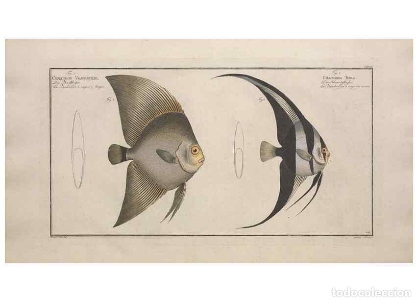 Collezionismo di Riviste e Giornali: Reproducci&oacute;n/Reproduction 49773186023: Ichtyologie, ou, Histoire naturelle, g&eacute;n&eacute;rale et particuli&egrave;re