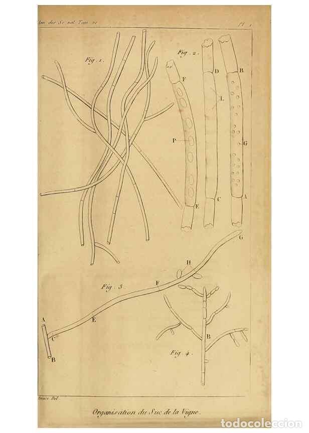 Collezionismo di Riviste e Giornali: Reproducci&oacute;n/Reproduction 49774594182: Annales des sciences naturelles :. Paris :Crochard. - Feuguer