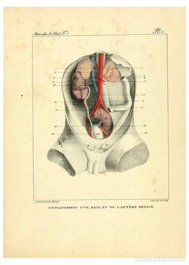 Collezionismo di Riviste e Giornali: Reproducci&oacute;n/Reproduction 49773639342: Annales des sciences naturelles :. Paris :Crochard. - Feuguer