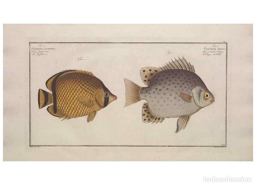Collezionismo di Riviste e Giornali: Reproducci&oacute;n/Reproduction 49774047917: Ichtyologie, ou, Histoire naturelle, g&eacute;n&eacute;rale et particuli&egrave;re