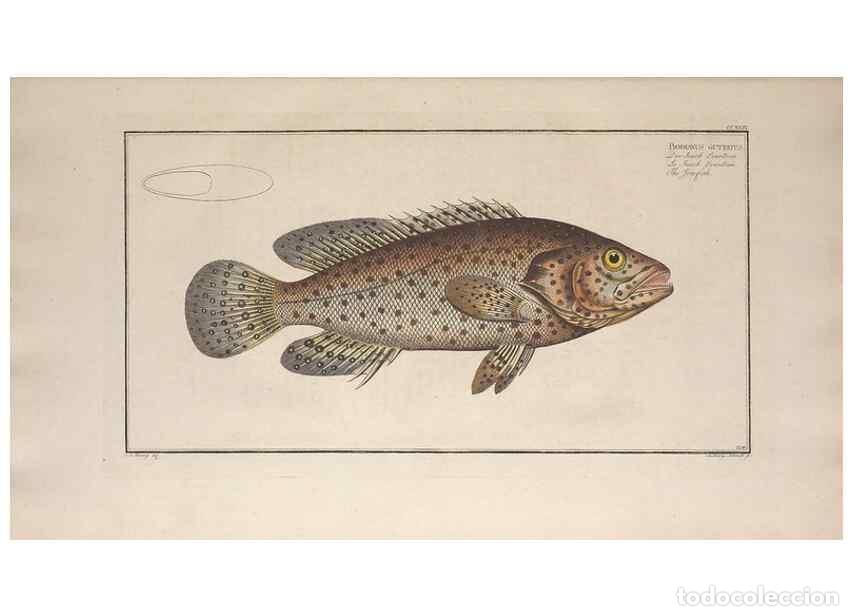 Collezionismo di Riviste e Giornali: Reproducci&oacute;n/Reproduction 49773740903: Ichtyologie, ou, Histoire naturelle, g&eacute;n&eacute;rale et particuli&egrave;re