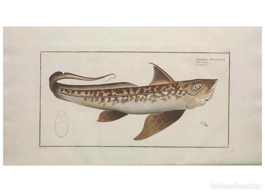 Colecionismo de Revistas e Jornais: Reproducci&oacute;n/Reproduction 49770825657: Ichtyologie, ou, Histoire naturelle, g&eacute;n&eacute;rale et particuli&egrave;re