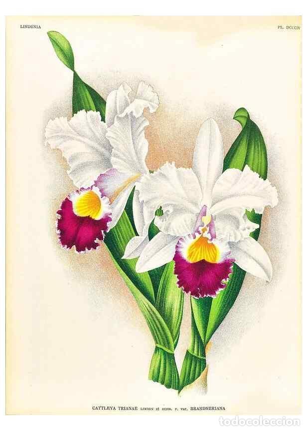 Colecionismo de Revistas e Jornais: Reproducci&oacute;n/Reproduction 49756791173: Lindenia :. Gand [Belgium] :Impr. F. Meyer-van Loo,1885-1906.