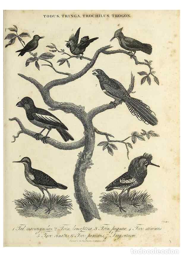 Colecionismo de Revistas e Jornais: Reproducci&oacute;n/Reproduction 49757087438: Encyclopaedia londinensis, or, Universal dictionary of arts,