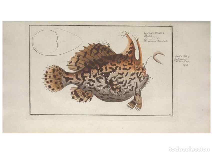 Colecionismo de Revistas e Jornais: Reproducci&oacute;n/Reproduction 49770820642: Ichtyologie, ou, Histoire naturelle, g&eacute;n&eacute;rale et particuli&egrave;re