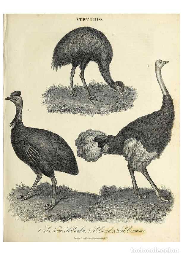 Colecionismo de Revistas e Jornais: Reproducci&oacute;n/Reproduction 49757044378: Encyclopaedia londinensis, or, Universal dictionary of arts,