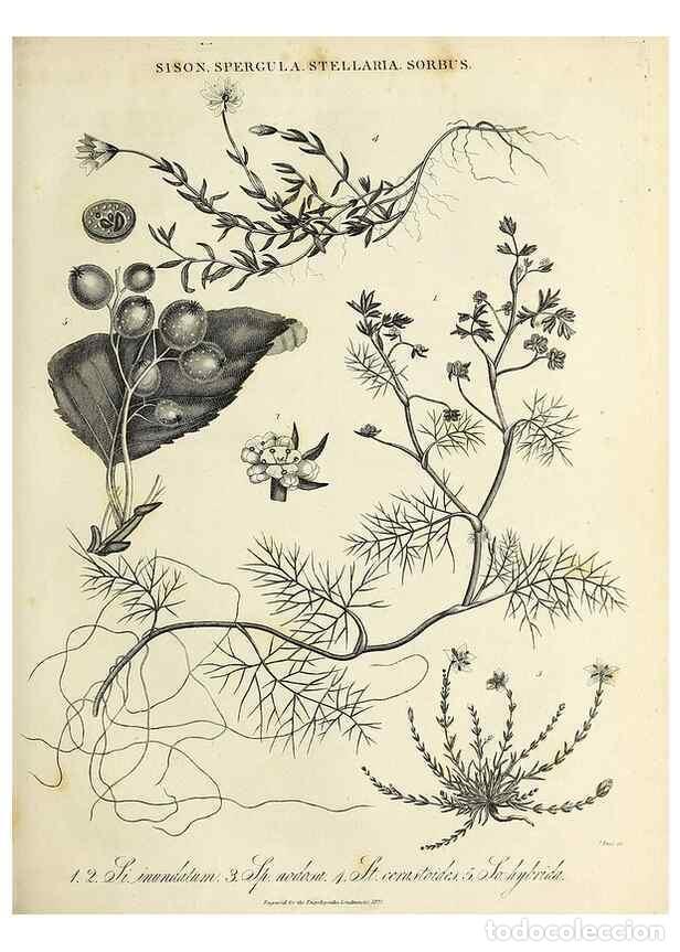 Colecionismo de Revistas e Jornais: Reproducci&oacute;n/Reproduction 49757902127: Encyclopaedia londinensis, or, Universal dictionary of arts,