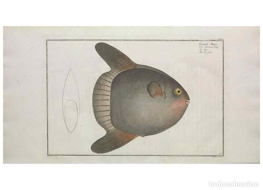 Colecionismo de Revistas e Jornais: Reproducci&oacute;n/Reproduction 49770827047: Ichtyologie, ou, Histoire naturelle, g&eacute;n&eacute;rale et particuli&egrave;re