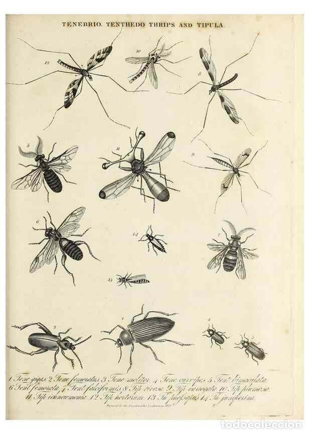 Colecionismo de Revistas e Jornais: Reproducci&oacute;n/Reproduction 49757574416: Encyclopaedia londinensis, or, Universal dictionary of arts,