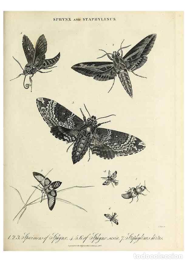 Colecionismo de Revistas e Jornais: Reproducci&oacute;n/Reproduction 49757903222: Encyclopaedia londinensis, or, Universal dictionary of arts,