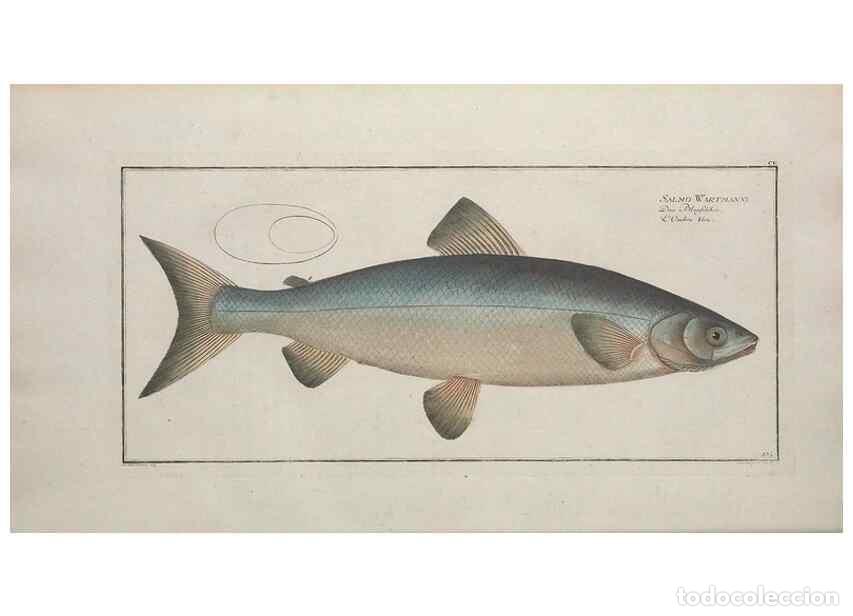 Colecionismo de Revistas e Jornais: Reproducci&oacute;n/Reproduction 49769960698: Ichtyologie, ou, Histoire naturelle, g&eacute;n&eacute;rale et particuli&egrave;re