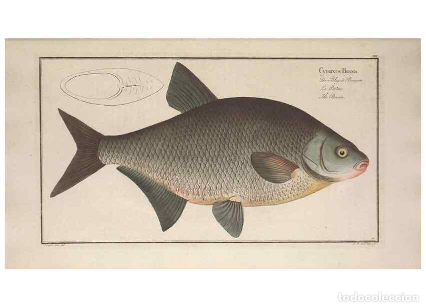 Colecionismo de Revistas e Jornais: Reproducci&oacute;n/Reproduction 49768607213: Ichtyologie, ou, Histoire naturelle, g&eacute;n&eacute;rale et particuli&egrave;re