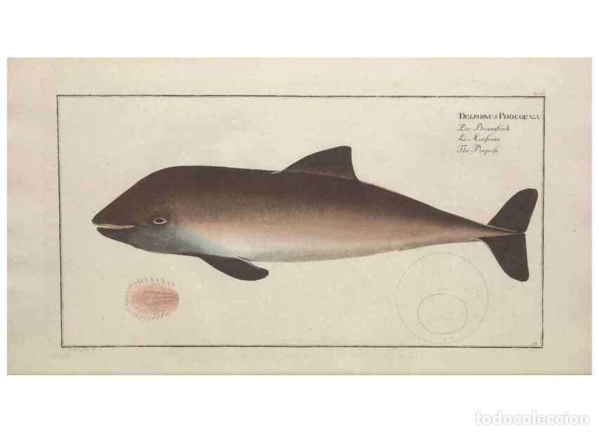 Colecionismo de Revistas e Jornais: Reproducci&oacute;n/Reproduction 49770488821: Ichtyologie, ou, Histoire naturelle, g&eacute;n&eacute;rale et particuli&egrave;re