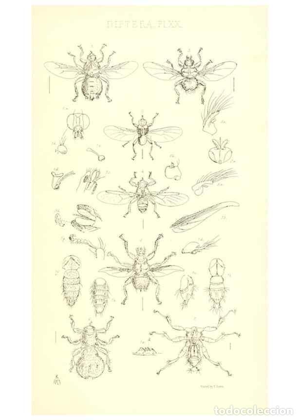 Coleccionismo de Revistas y Peri&oacute;dicos: Reproducci&oacute;n/Reproduction 49770194248: Insecta Britanica : Diptera / by Francis Walker.. London :Ree