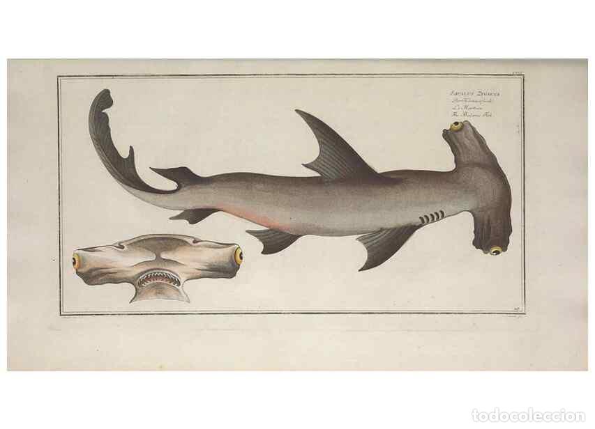 Coleccionismo de Revistas y Peri&oacute;dicos: Reproducci&oacute;n/Reproduction 49770823002: Ichtyologie, ou, Histoire naturelle, g&eacute;n&eacute;rale et particuli&egrave;re