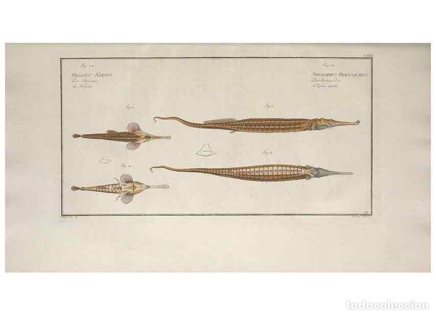 Coleccionismo de Revistas y Peri&oacute;dicos: Reproducci&oacute;n/Reproduction 49769967438: Ichtyologie, ou, Histoire naturelle, g&eacute;n&eacute;rale et particuli&egrave;re