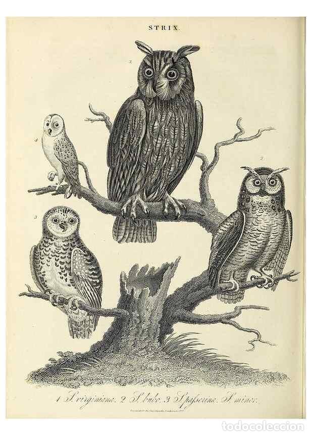 Coleccionismo de Revistas y Peri&oacute;dicos: Reproducci&oacute;n/Reproduction 49757570836: Encyclopaedia londinensis, or, Universal dictionary of arts,