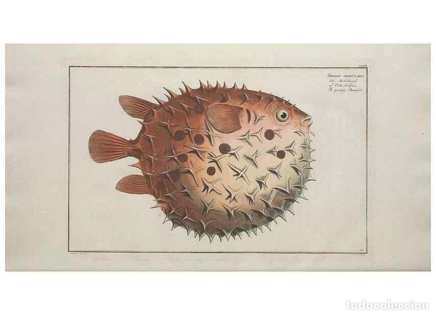 Coleccionismo de Revistas y Peri&oacute;dicos: Reproducci&oacute;n/Reproduction 49770826737: Ichtyologie, ou, Histoire naturelle, g&eacute;n&eacute;rale et particuli&egrave;re