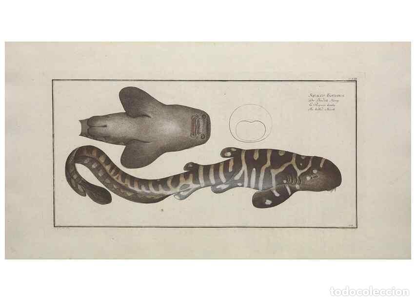 Coleccionismo de Revistas y Peri&oacute;dicos: Reproducci&oacute;n/Reproduction 49770496406: Ichtyologie, ou, Histoire naturelle, g&eacute;n&eacute;rale et particuli&egrave;re