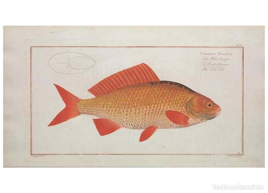 Coleccionismo de Revistas y Peri&oacute;dicos: Reproducci&oacute;n/Reproduction 49770489166: Ichtyologie, ou, Histoire naturelle, g&eacute;n&eacute;rale et particuli&egrave;re