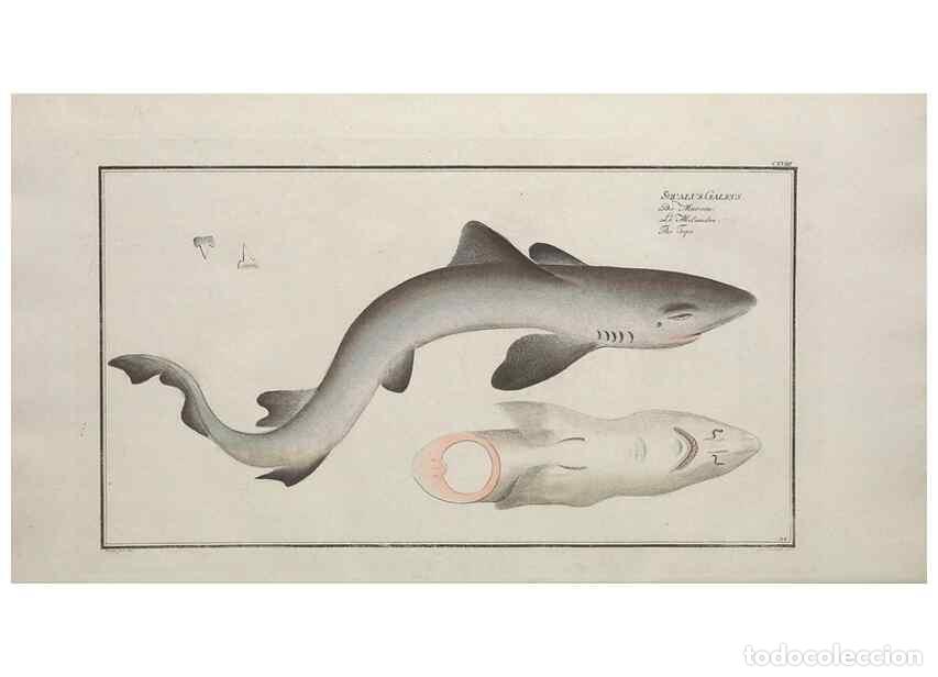 Coleccionismo de Revistas y Peri&oacute;dicos: Reproducci&oacute;n/Reproduction 49770823292: Ichtyologie, ou, Histoire naturelle, g&eacute;n&eacute;rale et particuli&egrave;re