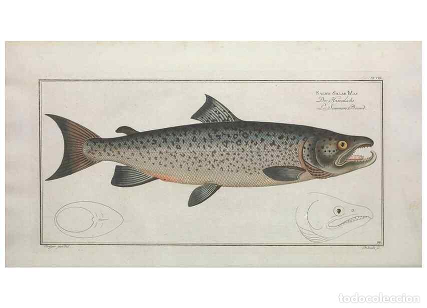 Coleccionismo de Revistas y Peri&oacute;dicos: Reproducci&oacute;n/Reproduction 49770816107: Ichtyologie, ou, Histoire naturelle, g&eacute;n&eacute;rale et particuli&egrave;re