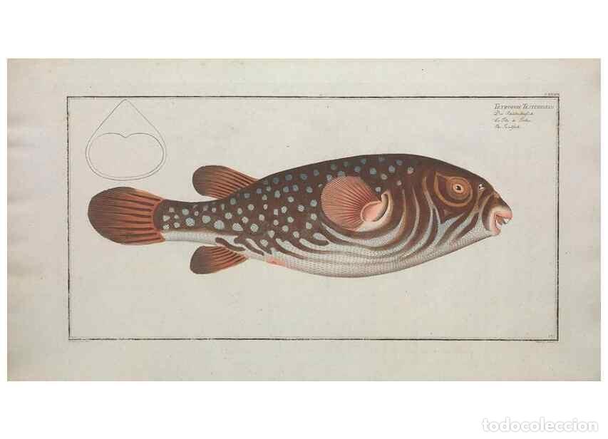 Coleccionismo de Revistas y Peri&oacute;dicos: Reproducci&oacute;n/Reproduction 49770831467: Ichtyologie, ou, Histoire naturelle, g&eacute;n&eacute;rale et particuli&egrave;re