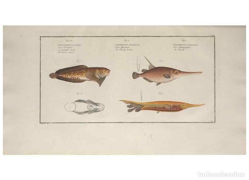 Coleccionismo de Revistas y Peri&oacute;dicos: Reproducci&oacute;n/Reproduction 49770825237: Ichtyologie, ou, Histoire naturelle, g&eacute;n&eacute;rale et particuli&egrave;re