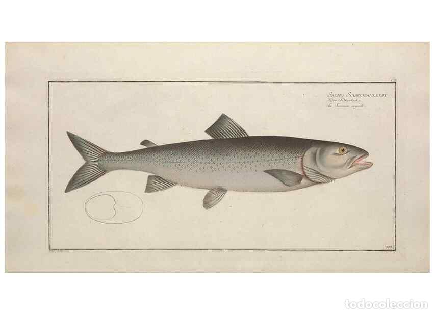 Coleccionismo de Revistas y Peri&oacute;dicos: Reproducci&oacute;n/Reproduction 49769960028: Ichtyologie, ou, Histoire naturelle, g&eacute;n&eacute;rale et particuli&egrave;re