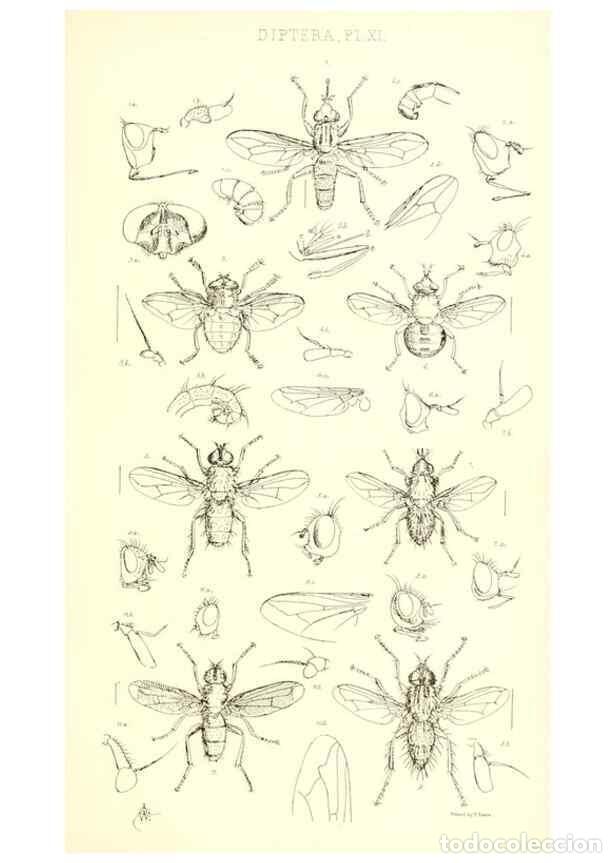 Coleccionismo de Revistas y Peri&oacute;dicos: Reproducci&oacute;n/Reproduction 49770191153: Insecta Britanica : Diptera / by Francis Walker.. London :Ree