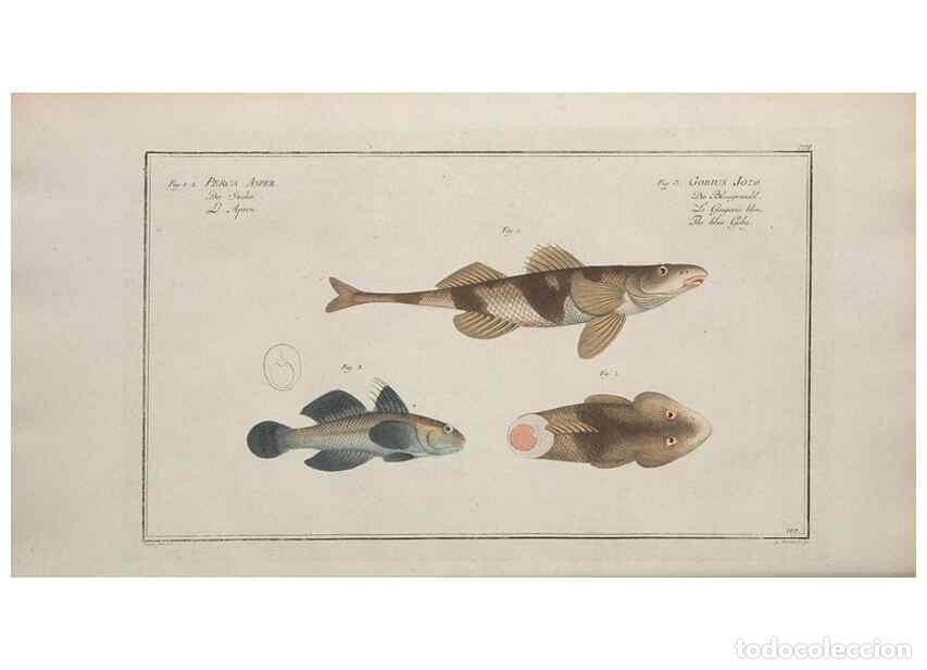 Coleccionismo de Revistas y Peri&oacute;dicos: Reproducci&oacute;n/Reproduction 49770819627: Ichtyologie, ou, Histoire naturelle, g&eacute;n&eacute;rale et particuli&egrave;re