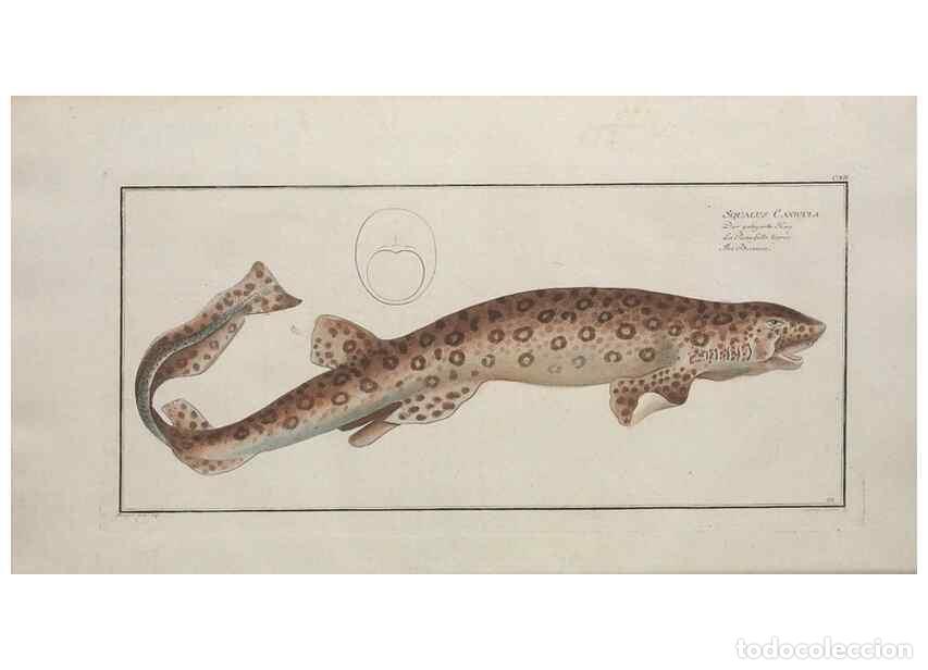 Coleccionismo de Revistas y Peri&oacute;dicos: Reproducci&oacute;n/Reproduction 49770496081: Ichtyologie, ou, Histoire naturelle, g&eacute;n&eacute;rale et particuli&egrave;re