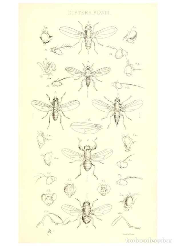 Coleccionismo de Revistas y Peri&oacute;dicos: Reproducci&oacute;n/Reproduction 49770723071: Insecta Britanica : Diptera / by Francis Walker.. London :Ree