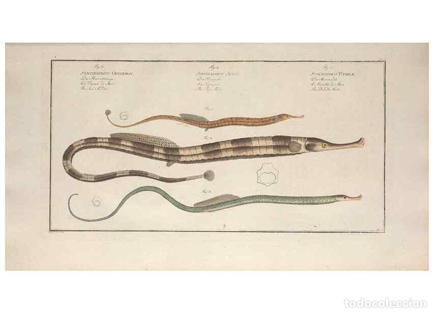 Collectionnisme de Revues et Journaux: Reproducci&oacute;n/Reproduction 49770488451: Ichtyologie, ou, Histoire naturelle, g&eacute;n&eacute;rale et particuli&egrave;re