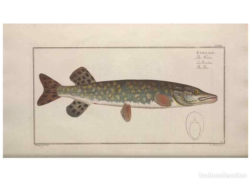 Collectionnisme de Revues et Journaux: Reproducci&oacute;n/Reproduction 49769149046: Ichtyologie, ou, Histoire naturelle, g&eacute;n&eacute;rale et particuli&egrave;re