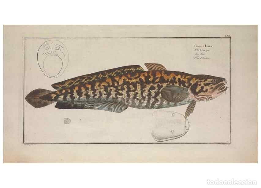 Collectionnisme de Revues et Journaux: Reproducci&oacute;n/Reproduction 49769487037: Ichtyologie, ou, Histoire naturelle, g&eacute;n&eacute;rale et particuli&egrave;re