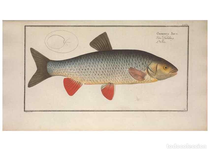 Collectionnisme de Revues et Journaux: Reproducci&oacute;n/Reproduction 49768616308: Ichtyologie, ou, Histoire naturelle, g&eacute;n&eacute;rale et particuli&egrave;re