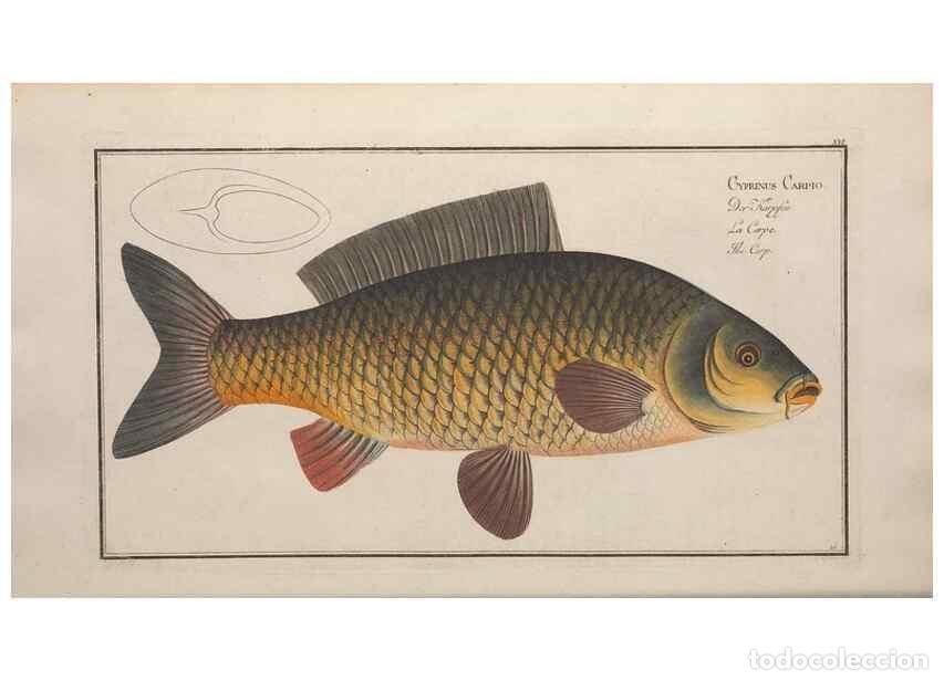 Collectionnisme de Revues et Journaux: Reproducci&oacute;n/Reproduction 49768608378: Ichtyologie, ou, Histoire naturelle, g&eacute;n&eacute;rale et particuli&egrave;re