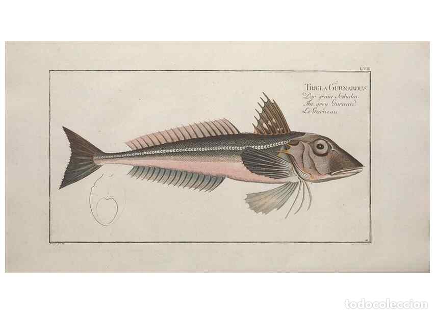 Collectionnisme de Revues et Journaux: Reproducci&oacute;n/Reproduction 49769158406: Ichtyologie, ou, Histoire naturelle, g&eacute;n&eacute;rale et particuli&egrave;re
