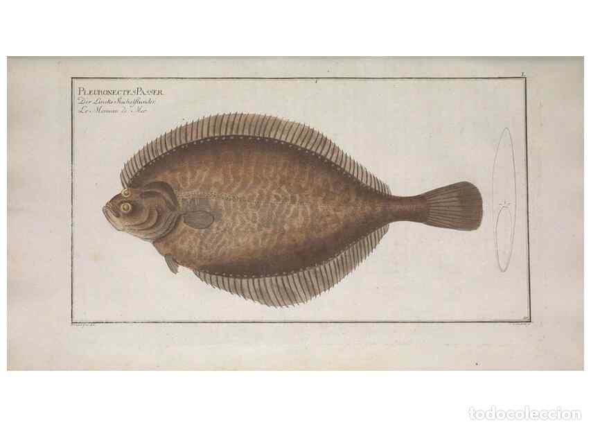 Collectionnisme de Revues et Journaux: Reproducci&oacute;n/Reproduction 49768620808: Ichtyologie, ou, Histoire naturelle, g&eacute;n&eacute;rale et particuli&egrave;re