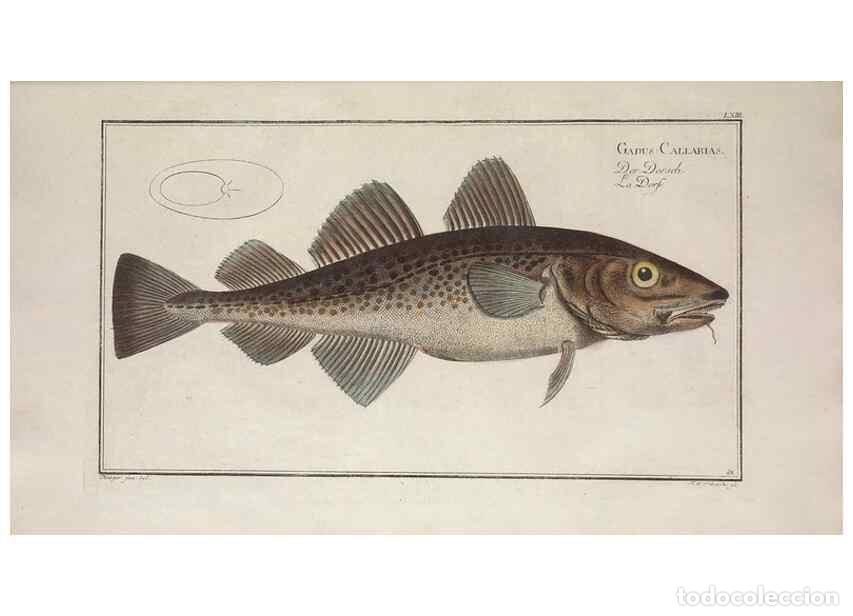 Collectionnisme de Revues et Journaux: Reproducci&oacute;n/Reproduction 49769484597: Ichtyologie, ou, Histoire naturelle, g&eacute;n&eacute;rale et particuli&egrave;re