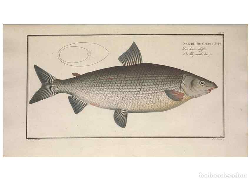 Collectionnisme de Revues et Journaux: Reproducci&oacute;n/Reproduction 49768612523: Ichtyologie, ou, Histoire naturelle, g&eacute;n&eacute;rale et particuli&egrave;re